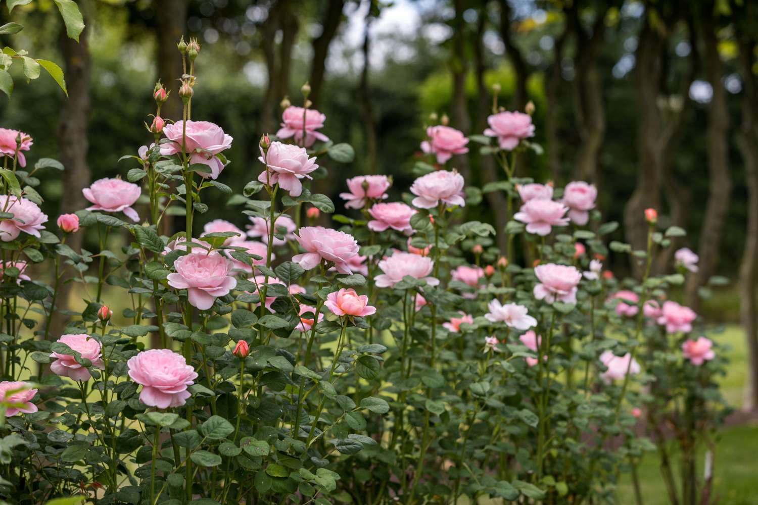 Ruusu 'Queen of Sweden™' (Austiger)
